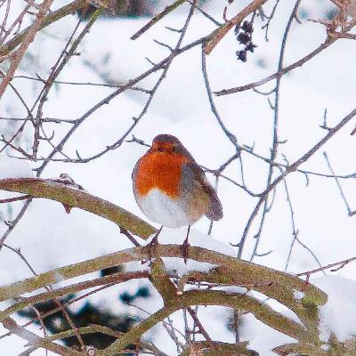 A natural Christmas miracle in England A natural Christmas miracle in England