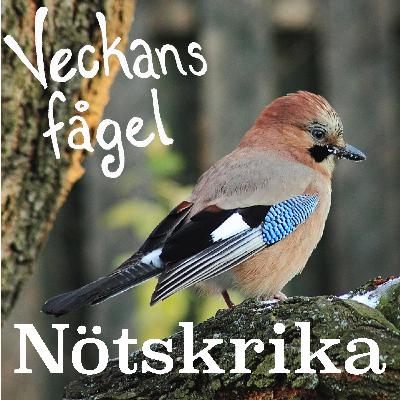 Nötskrika