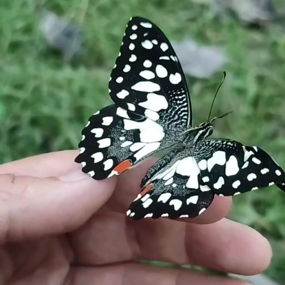 کتاب دوم قسمت هشتم . ذهن و حقیقت جهان هستی