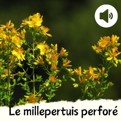 Le millepertuis perforé Le millepertuis perforé