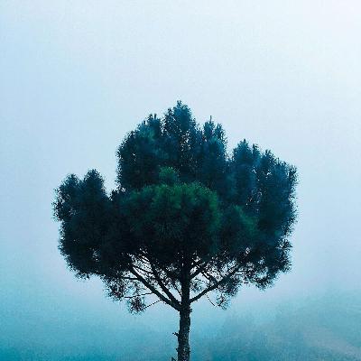 A Tree With No Root?