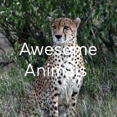 All About Cheetahs!