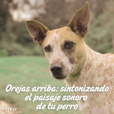 T1 I E17 Orejas Arriba: sintonizando el paisaje sonoro de tu perro