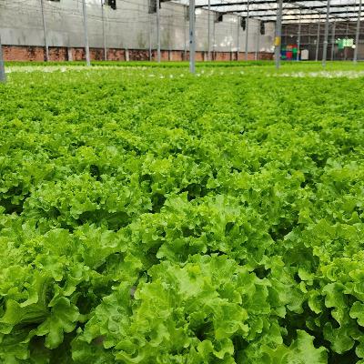 Nông nghiệp hiện đại cho thành phố xanh Nông nghiệp hiện đại cho thành phố xanh