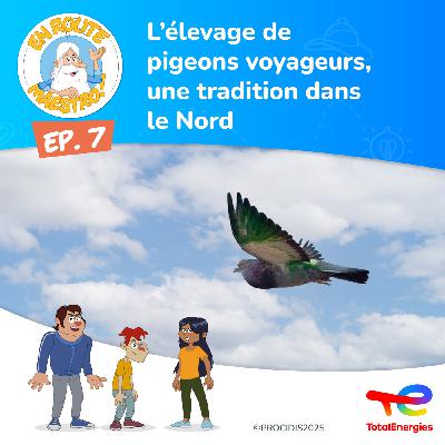 Episode 7 : L'élevage de pigeons voyageurs, une tradition dans le Nord Episode 7 : L'élevage de pigeons voyageurs, une tradition dans le Nord
