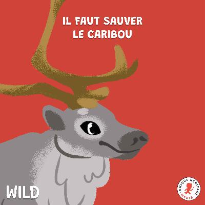 Il faut sauver le Caribou !