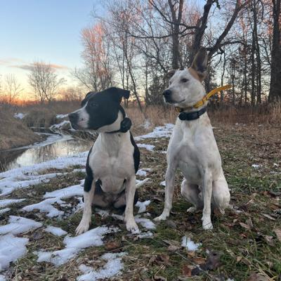 Episode 15: A Second Dog