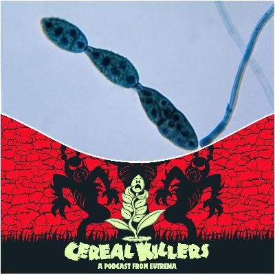 ALTERNARIA! (sooty mould) ALTERNARIA! (sooty mould)