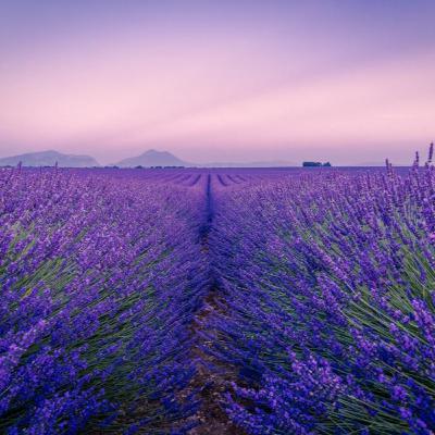 Meditación de la lavanda para dormir: Aromaterapia para tus oídos