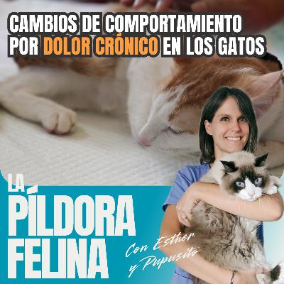 611. Cambios de comportamiento por DOLOR CRÓNICO en los gatos