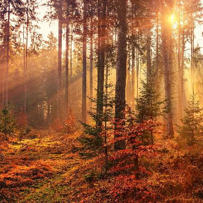 Relaxation du corps et Respiration profonde en Pleine Nature - Méditation guidée Relaxation du corps et Respiration profonde en Pleine Nature - Méditation guidée