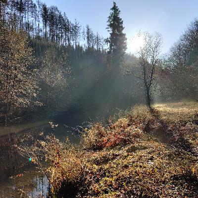 Die Gänsemagd