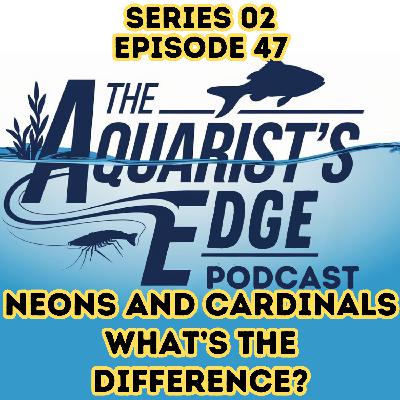 Neon Tetras vs Cardinal Tetras: What’s the Difference, Really?