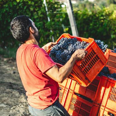 Comment fonctionne la vinification des vins ?