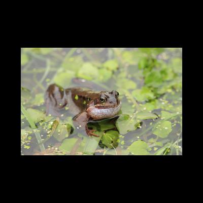 The one and only Frog! - Also Frog as gaeilge The one and only Frog! - Also Frog as gaeilge