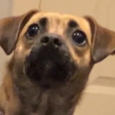 Colabs LEGO and FORTNITE NEED TO CONSIDER! (Also introducing my dog, Izzy!)