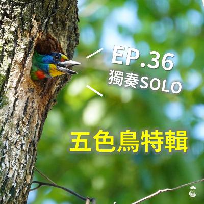 EP36_獨奏SOLO_五色鳥特輯 EP36_獨奏SOLO_五色鳥特輯