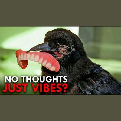 Are Crows Really As Smart As We Think?