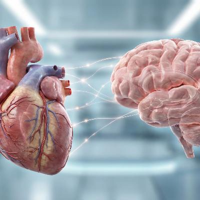 心臓は「考える」臓器だった。「ミニ脳」の発見が示唆する、知能と身体の新しい関係