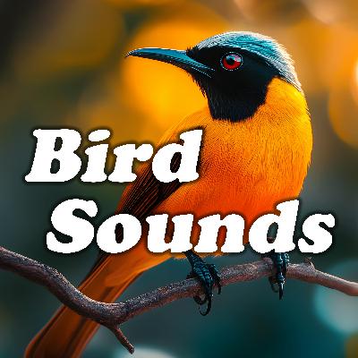 Dreamy Canopy Echoes: Gentle Bird Melodies