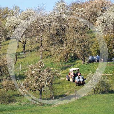 LRT24 Die vielfältigen Streuobstwiesen LRT24 Die vielfältigen Streuobstwiesen