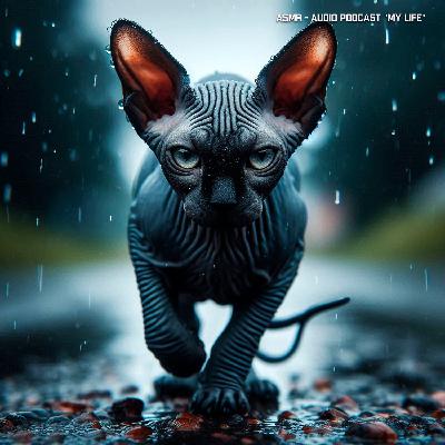 ASMR - Сезон дождей для вашего релакса