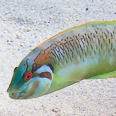 Facts: The Seagrass Wrasse