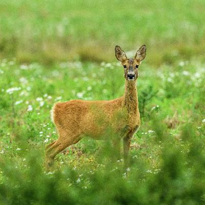 New report points to stark decline of wildlife in Canada