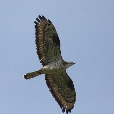 Wespenbussard