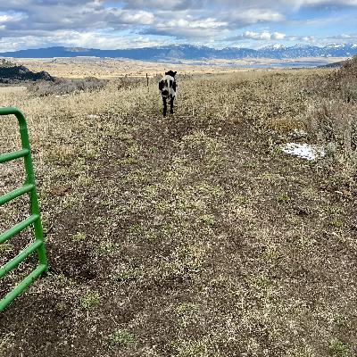 The Calf, the Caregiver, and the God Who Sings Over Us The Calf, the Caregiver, and the God Who Sings Over Us