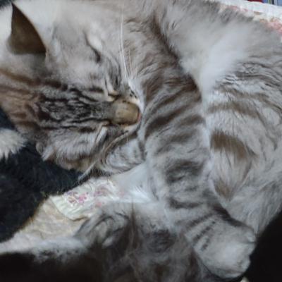 Gatchinhus - porque altivos e fofos são eles Gatchinhus - porque altivos e fofos são eles