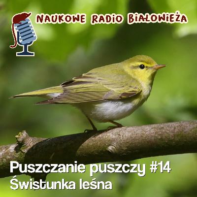 #14 Puszczanie puszczy - Świstunka leśna