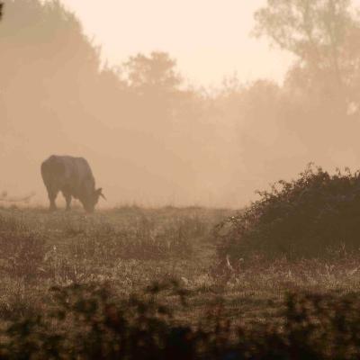 Column 4: Integreren op het Franse platteland