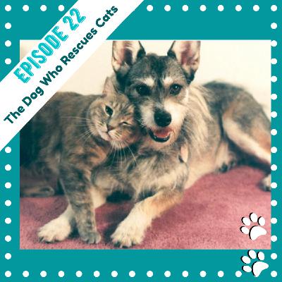 Ep 22- The Dog Who Rescues Cats