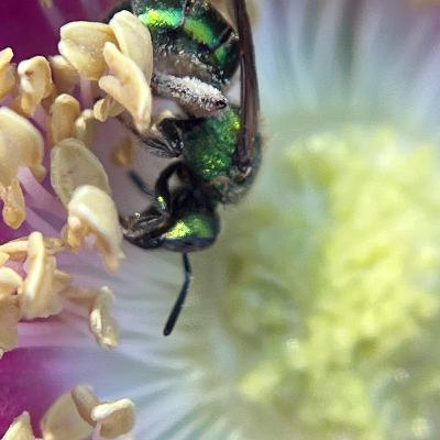 At Capacity At Capacity