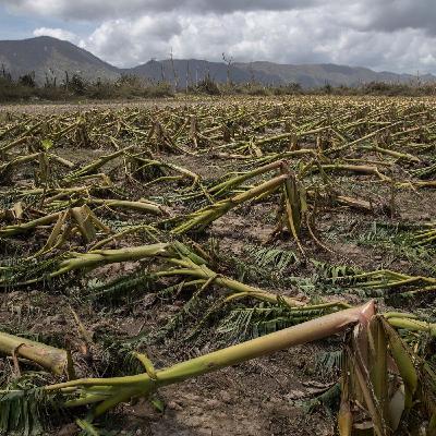 #32 - Consumo di suolo: cos'è, cosa causa e come si può fermare #32 - Consumo di suolo: cos'è, cosa causa e come si può fermare