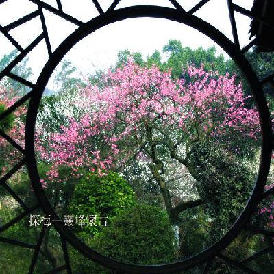 《风雅钱塘》之 梅花三弄●探梅-灵峰怀古