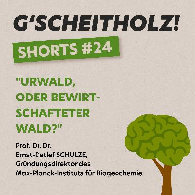 G'SCHEITHOLZ! SHORTS #24 – Urwald oder bewirtschafteter Wald?
