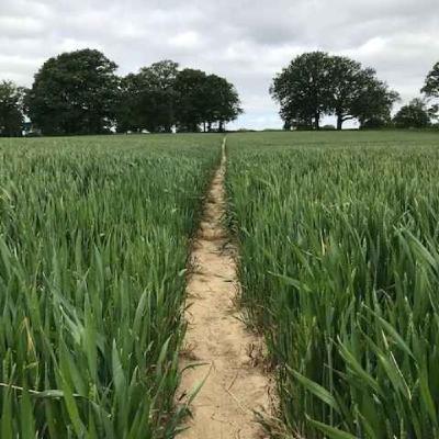 96a - PLANET REIGATE RAMBLES 1 - Buckland and Betchworth - 4 miles