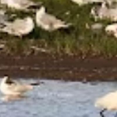 Harper’s Island Wetlands Nature Reserve livestream