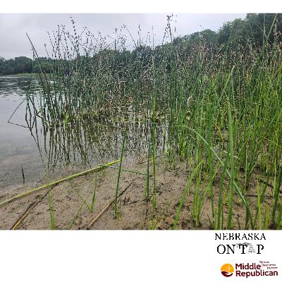 Bring The Tackle Box: Fish Growing