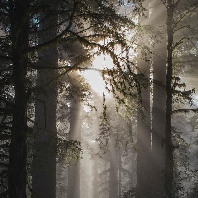 Bohemian Grove and Climate Change l Conspiracy Theories