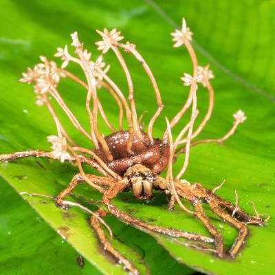 14. Cordyceps Fungus (The Fungus That Turns Ants into Zombies) 14. Cordyceps Fungus (The Fungus That Turns Ants into Zombies)