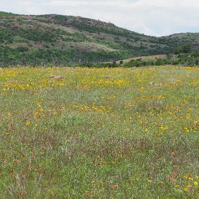 The notion of “the commons”