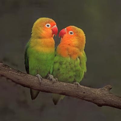 Inséparable de Fischer ou l'oiseau de l'amour💕 Inséparable de Fischer ou l'oiseau de l'amour💕