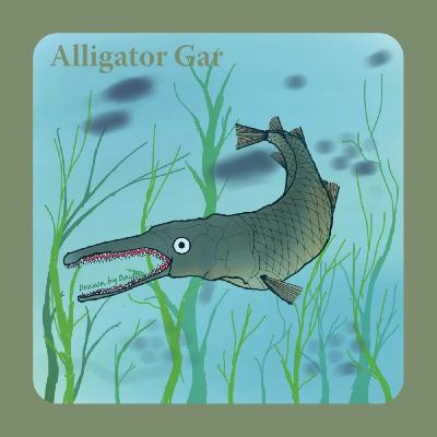 EP55 像鱷魚的魚類_大雀鱔