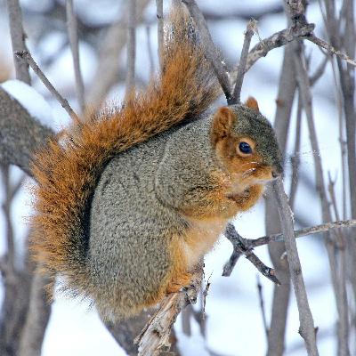 Episode 11: Squirrels Episode 11: Squirrels