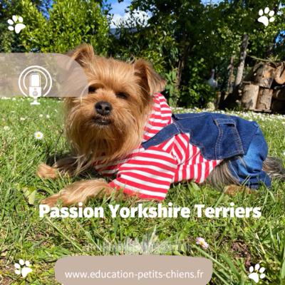 Passion Yorkshire terriers : Tout ce que nous disons 2ème partie