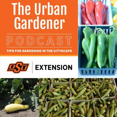 Episode 36: Tip and Tricks for Summer Vegetable Gardening