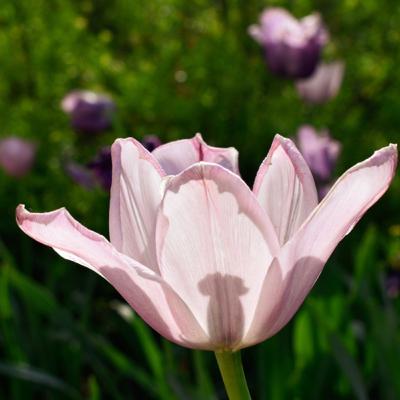 “More Silence” A Gentle Guided Meditation